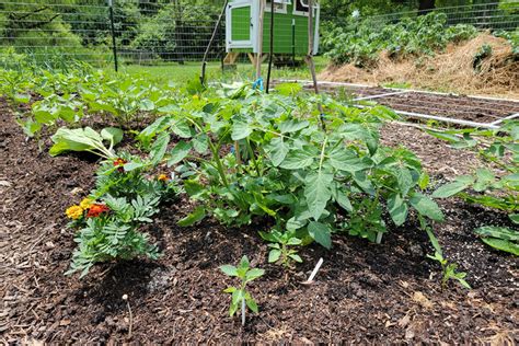 5 Things You Need To Know About Growing Tomatoes In A No Dig Garden