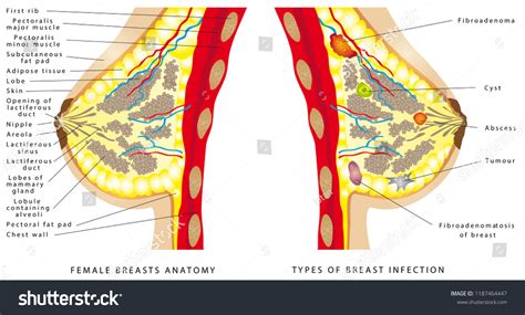 Breast Anatomy Female Breast Anatomic Cross Stock Vektorgrafik