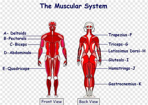 Body Muscle Chart Back Muscles Of The Shoulder And Back Laminated
