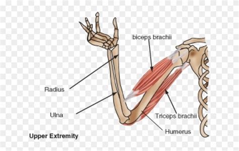 Arm Muscle Diagram Biceps Wikipedia 5 Reasons Youre Not Building