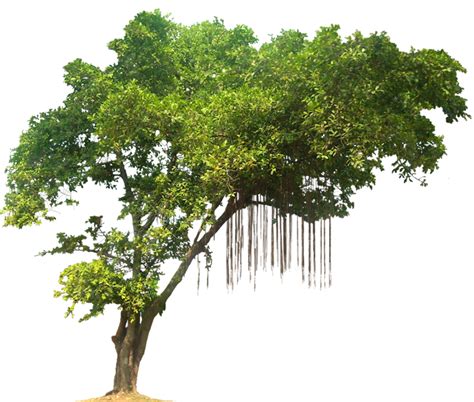 Download High Quality Tree Transparent Jungle Transparent Png Images