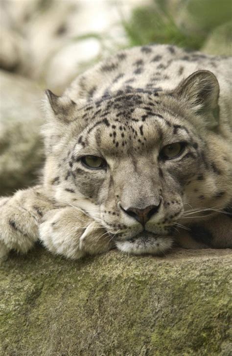 International Snow Leopard Trust Nonprofit In Seattle Wa