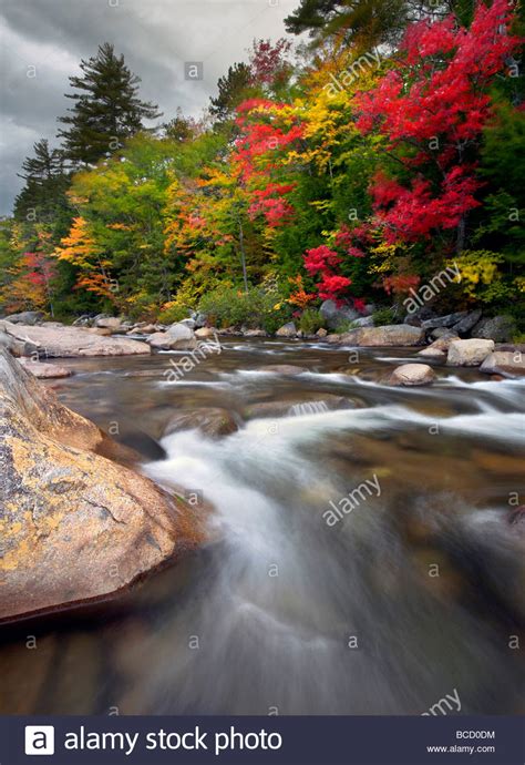 Swift River And Fall Foliage White Mountains New