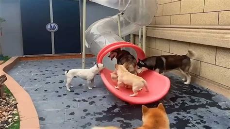 Dogs Take Turns Going Down A Twisty Outdoor Slide