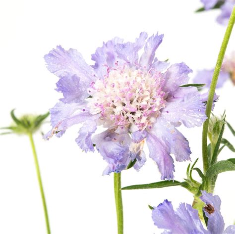 Skabiose Perfecta Blue Scabiosa Caucasica Perfecta Blue Günstig Kaufen