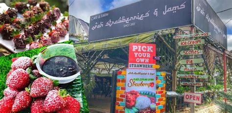 Check spelling or type a new query. Macam-macam boleh buat di Cameron Highlands selama 2 hari ...