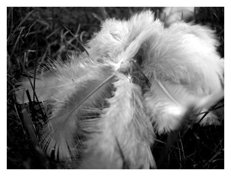 Fallen Angel Feathers By Daydreamsphotography On Deviantart