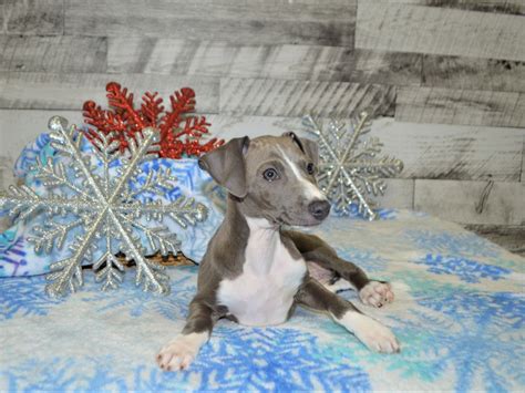 Forced into early retirement by a spinal. Italian Greyhound - Petland Dunwoody Puppies For Sale
