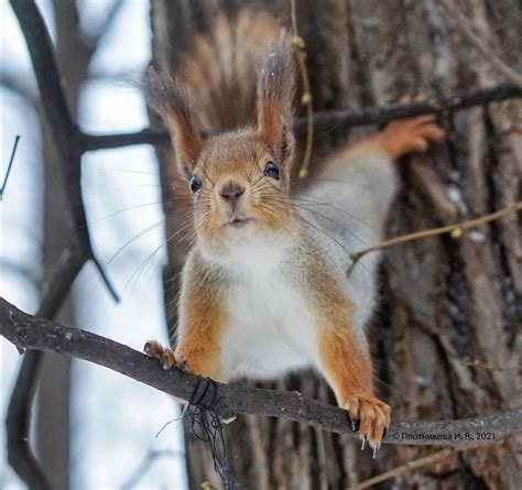 A Squirrel Is Sitting On A Tree Branch