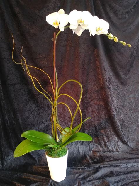Single White Phal Orchid In Los Angeles Ca Andres House Of Floral