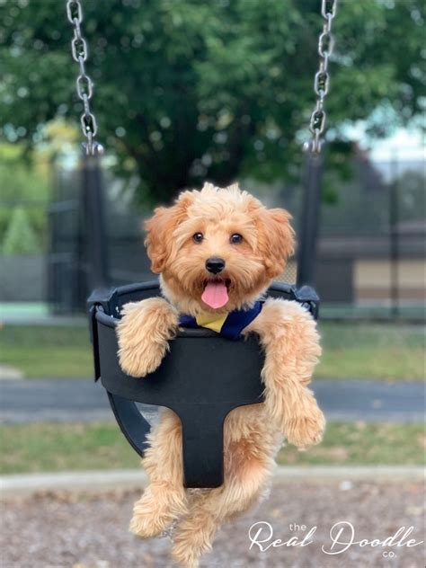 There are also a lot of trainings for the dogs: Pomapoo (Pomeranian Poodle mix) in 2020 | Best puppies, Goldendoodle, Poodle mix
