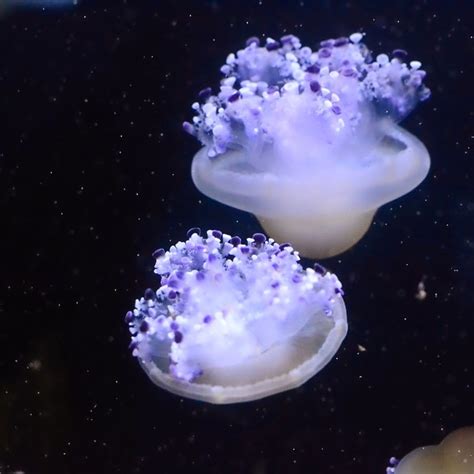 The lion's mane jellyfish cannot be missed in the open ocean where it prefers to float about. Fried Egg Jellyfish | Flickr - Photo Sharing!