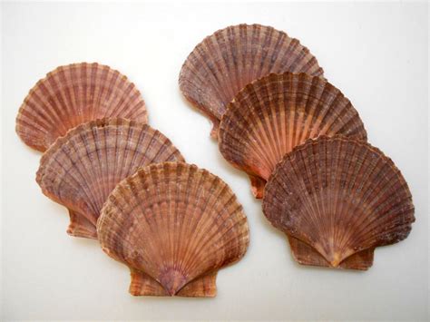 Set Of 6 Beautiful Mexican Flat Scallops Shells Seashells About 3
