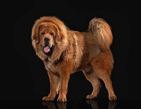 Tibetan Mastiff Enormous Dogs With Huge Booming Barks