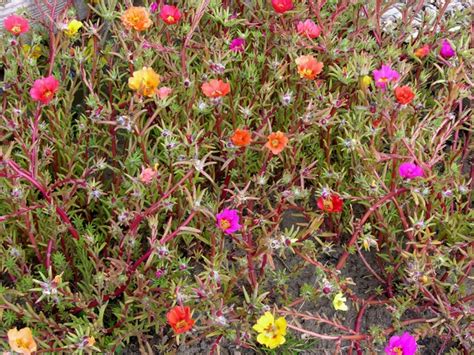 Piantine da orto in vendita online: Sun Plant (Portulaca grandiflora) Biopix photo/image 38334