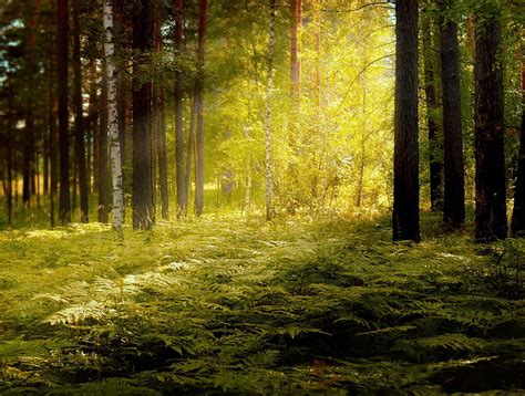 1366x768px 720p Free Download Sunlit Forest Forest Nature Trees