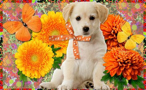 1920x1080px 1080p Free Download Cute Puppy Orange Desenho