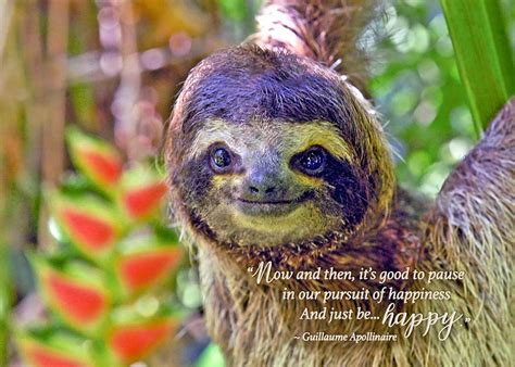 Happy Sloth Birthday Card The Irish Card Shop Smiling Sloth Birthday