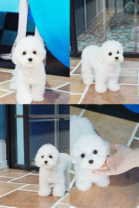 If you are looking to adopt or buy a poodle toy take a look here! cheap mini poodles for sale near me in 2020 | White toy poodle, Toy poodle puppies, Poodle ...