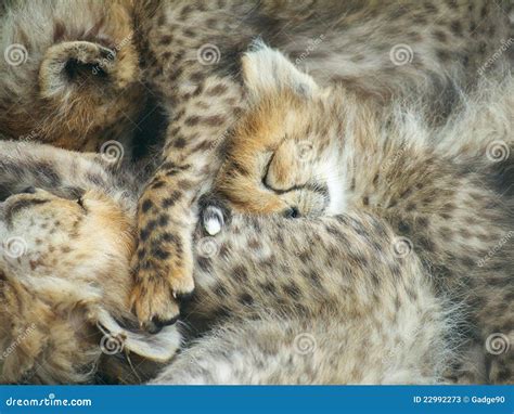 Cheetah Cubs Sleeping Stock Image Image Of Africa Together 22992273