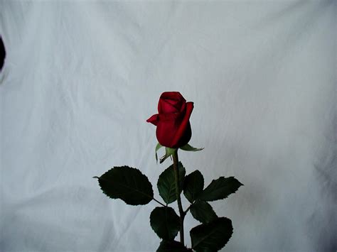 Free Picture Red Rose Stock Photo