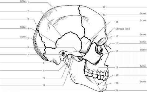 Printable Blank Skull Diagram