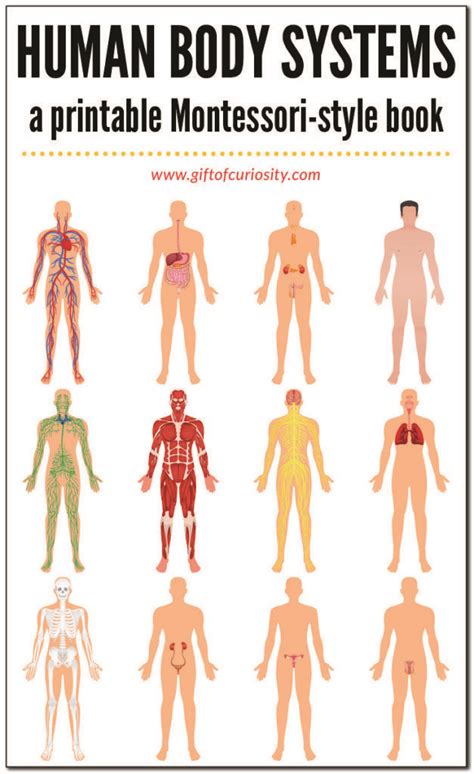 As commonly defined, the human body is the physical manifestation of a human being, a collection of chemical elements, mobile electrons, and electromagnetic fields present in extracellular materials and cellular components organized hierarchically into cells, tissues, organs,and organ systems. Human Body Systems Book | Human body systems, Body systems ...