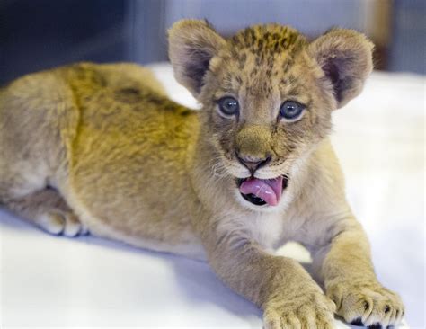 Baby Lion At The San Diego Zoo Safari Park Nathan Rupert Flickr