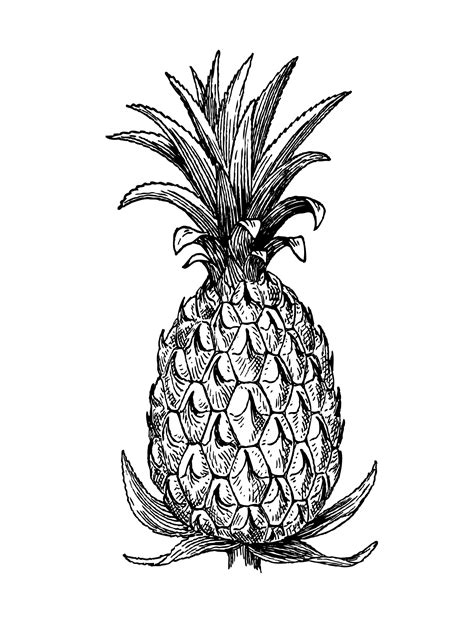 Pineapple Drawing Free Stock Photo Public Domain Pictures