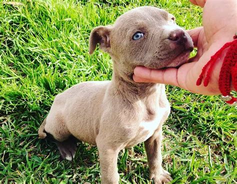 Pit bull puppies for a., pit bull puppies, pitbull puppies. Blue Fawn Pitbull: Are They as Stunning as Most Owners Claim?