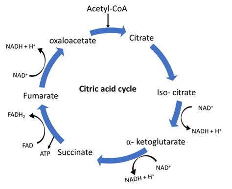 Describe The Krebs Cycle In Your Own Words