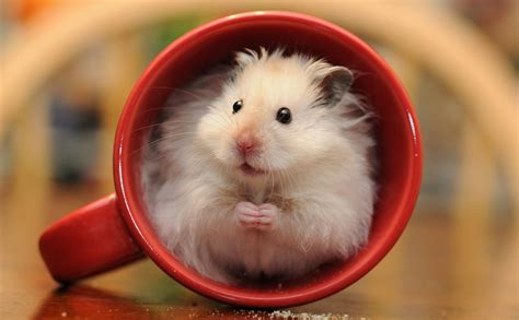Download Rodent Animal Hamster Hd Wallpaper