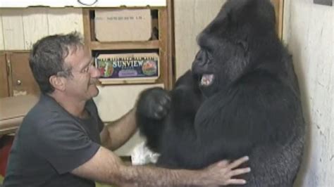 Koko The Gorillas Best Moments From Sign Language To Meeting Mister