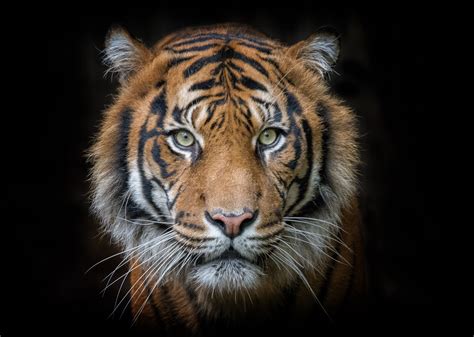 Tiger portrait wallpaper | animals | Wallpaper Better