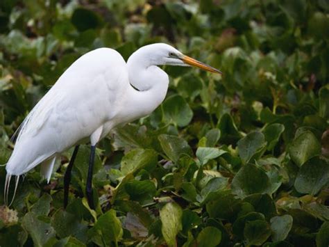 Heron Egret Or Stork A Guide To Floridas White Birds