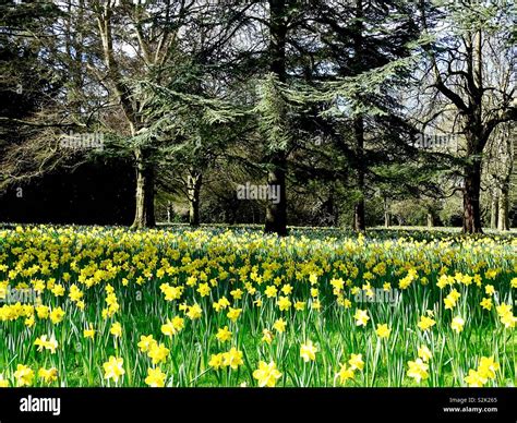 Field Of Daffodils Hi Res Stock Photography And Images Alamy