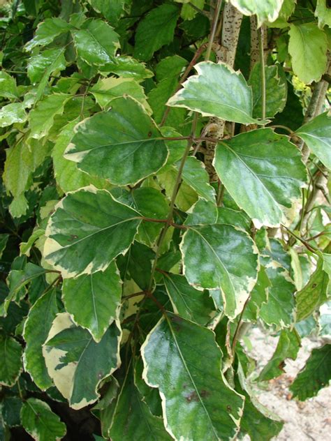 Polyscias Guilfoylei Coffee Tree Geranium Leaf Aralia Wild Coffee