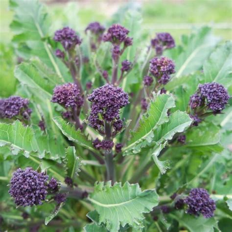 Early Purple Sprouting Broccoli Plants Mammoth Onion