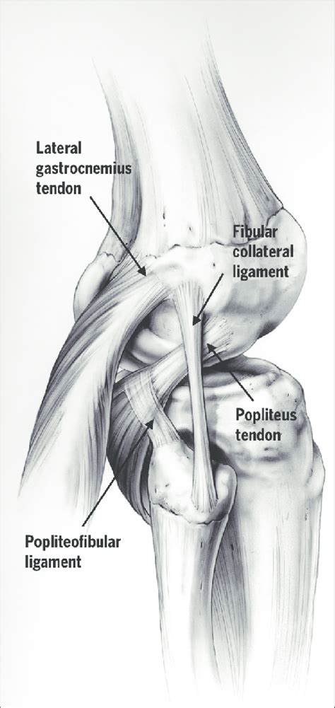 Illustration Demonstrating The Isolated Fibular Collateral Ligament