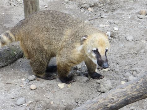 Zoo En Gironde Pour Voir Des Animaux Exotiques Ferme Exotique