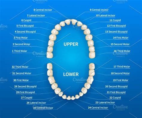 Adult Tooth Numbering Chart Human Mouth Dental Charting Dental