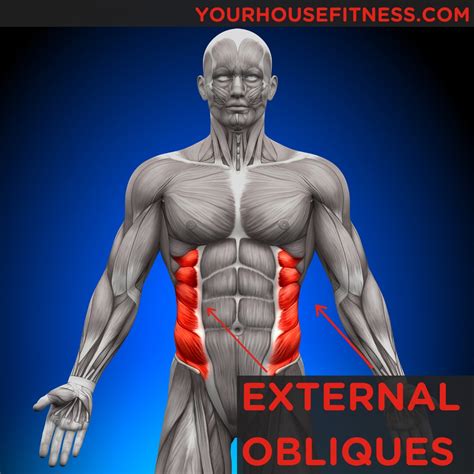 Muscle Breakdown External Oblique