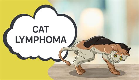 Lymphoma In Cats Types Symptoms Prevention And Treatment Innovet Pet