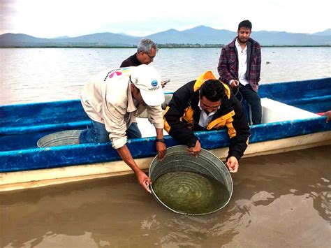 Michoacán Toma Camino Hacia La Pesca Y Acuacultura Sostenible