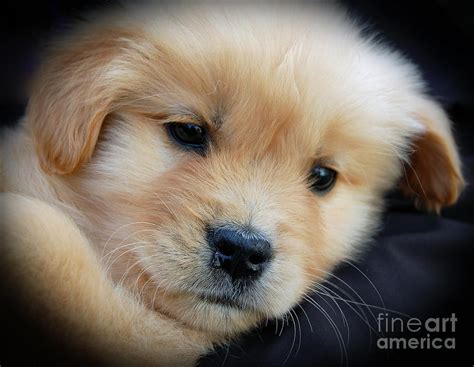 Golden Retriever Puppy Photograph By Merrilyn Parry Fine Art America