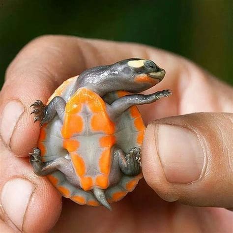 Baby Turtle ♥ Baby Turtles Turtle Cute Baby Animals