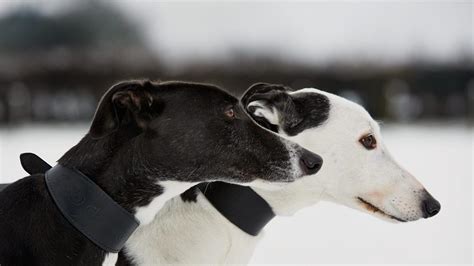 Bing Desktop Wallpaper Dogs