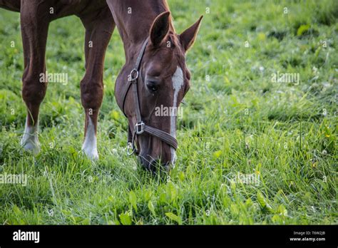 Kurierpferd Hi Res Stock Photography And Images Alamy