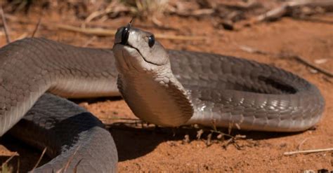 Discover The Largest Black Mamba Snake Ever Recorded Az Animals