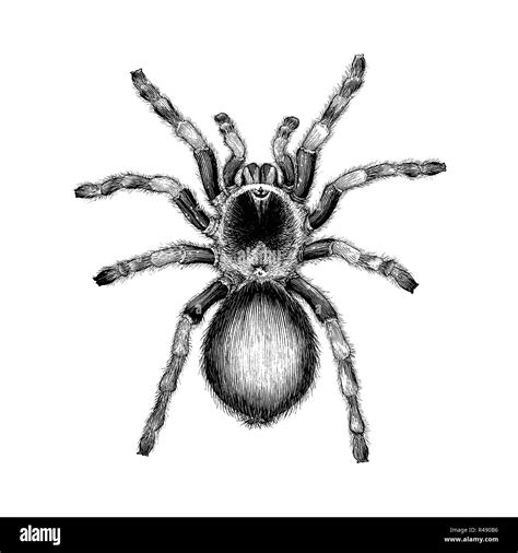 Top 103 Imagen Dibujos De Tarantulas Expoproveedorindustrialmx